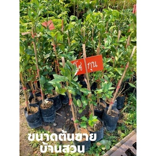 ต้นส้มโชกุน/ต้นเสียบยอด70ซม