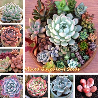 ส่งฟรี....!! ของแท้ 100% พร้อมสต็อก พืชอวบน้ำ MIXED SUCCULENT SEEDS 100PCS พืชอวบน้ำ เมล็ดพันธุ์ดอกไม้ บอนสีชายชล