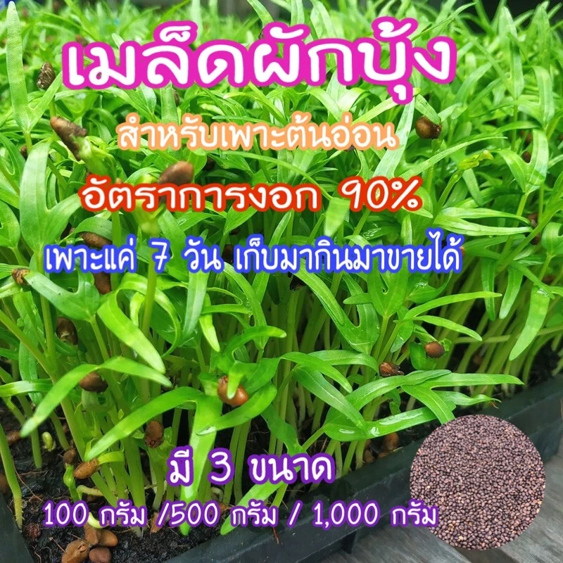 เมล็ดผักบุ้ง,เมล็ดผักบุ้งงอก ทำต้นอ่อน ต้นโต้ได้ สายพันธ์แก้ว ต้นอ่อนอวบใหญ่ น้ำหนักดี