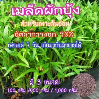 เมล็ดผักบุ้ง,เมล็ดผักบุ้งงอก ทำต้นอ่อน ต้นโต้ได้ สายพันธ์แก้ว ต้นอ่อนอวบใหญ่ น้ำหนักดี