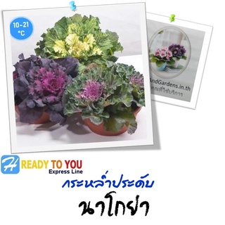 กระหล่ำประดับ (Cabbage ornamental - Kale) ปูเล่ นาโกย่า  25 เมล็ด (จาก Sakata Ornamentals EMEA)