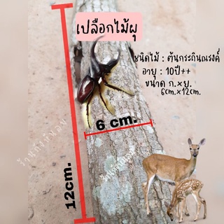 เปลือกไม้ผุสำหรับด้วงคีม