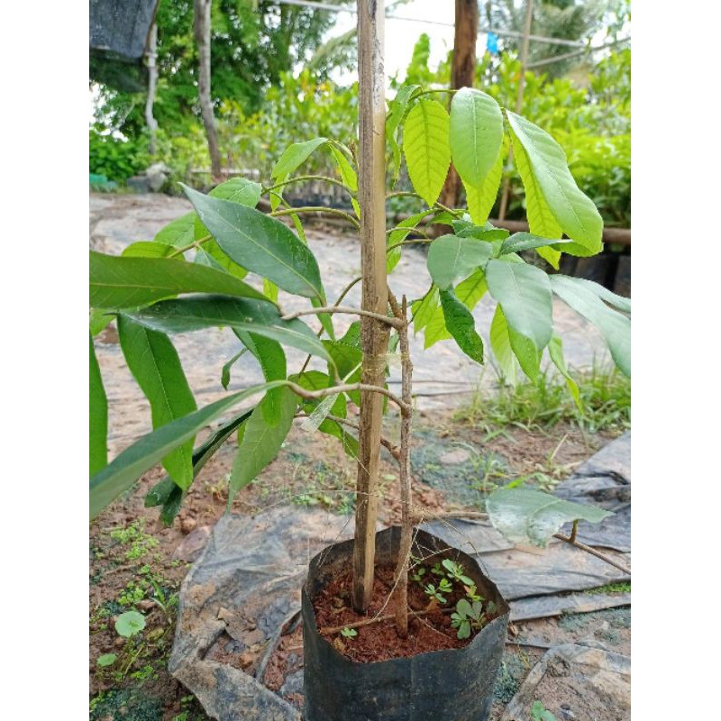 ต้นลำไยอีดอ ผลใหญ่หวานเนื้อเยอะ เม็ดเล็กลีบ สูง50-60ซ.ม แบบเสียบยอด
