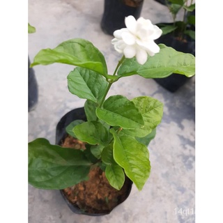 JASMINUM SAMBAC GRAND DUKE OF TUSCANY REAL LIFE PLANT HIGH FRAGRANCE FLOWER ANAK POKOK HIDUP JASMINUM SAMBAC  GRAND OF T