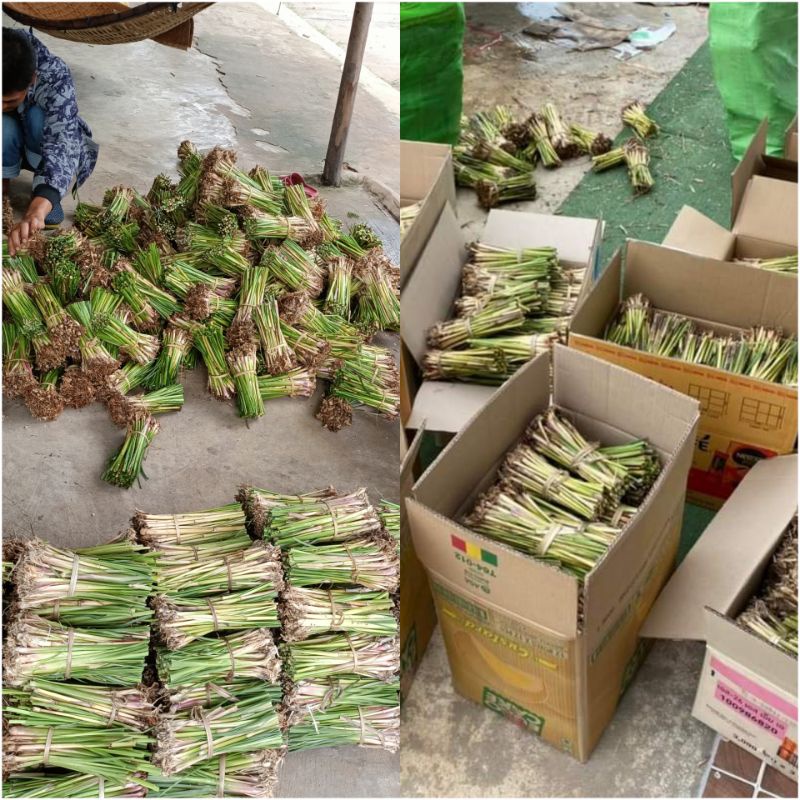 หญ้าแฝกสงขลา3 1000ต้น แถม100ต้น พันธุ์พระราชทาน ทนแล้ง ใบไม่คม น้ำท่วมไม่ตาย