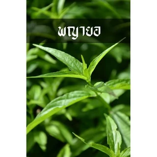 พญายอ หรือ เสลดพังพอนตัวเมีย ต้นแข็งแรง ลงดินโตไวมาก