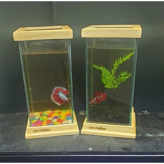 ส่งไว ตู้ปลากัด โหลปลากัด 4x4x8 นิ้ว Betta Fish tank aquarium set ฝาครอบโหลปลา ไม้สนนำเข้า วัสดุกันน้ำ ที่กั้นโหลปลา