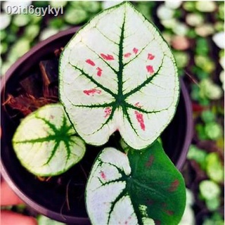 02id6gykylบอนต้นสีแปลกๆ 100 แคปซูล เมล็ดพันธุ์ สีผสม Caladium Seeds ต้นไม้จิ๋วมงคล หน่อบอลสีแปลกๆ บอนด่างชายชล ต้นไม้บอล