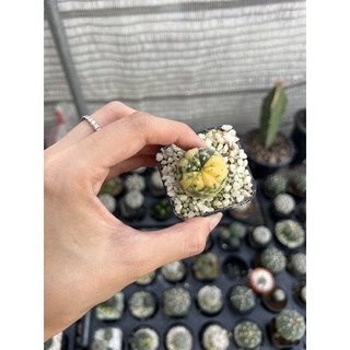 แอสโตรไฟตัม (Astrophytum ด่าง) ไม้เมล็ด Size 3