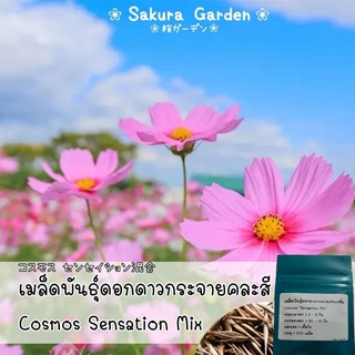 🌸เมล็ดพันธุ์ดอกดาวกระจายเซนเซชั่น🌸 𝑪𝒐𝒔𝒎𝒐𝒔 𝑺𝒆𝒏𝒔𝒂𝒕𝒊𝒐𝒏 𝑴𝒊𝒙𝒆𝒅 "คอสมอส" "ซากุระฤดูใบไม้ร่วง"