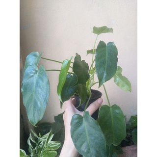 ‼️SALE‼️Philodendron ฟิโลเดนดรอน 🌱ต้นแข็งแรง ใบใหญ่ กระถางเล็ก ต้นไม้มงคล 🌟 #ฟิโลเดนดรอน #มรกตเขียว