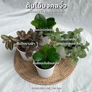 ช้อนเงินช้อนทอง ต้นไม้มงคล กระถาง3และ4นิ้ว คัดสวยๆให้ทุกต้น