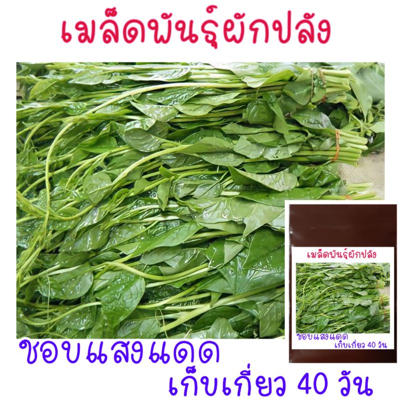 เมล็ด​พันธุ์​ ผักปลัง​ เขียว​ 10 เมล็ด​