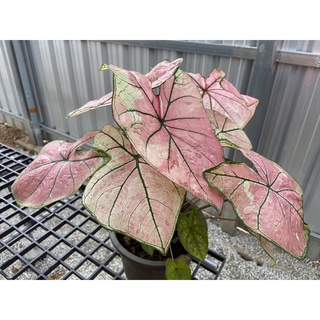 บอนสี พิ้งอิลลูชั่น Caladium Pink Illusion กอสวย