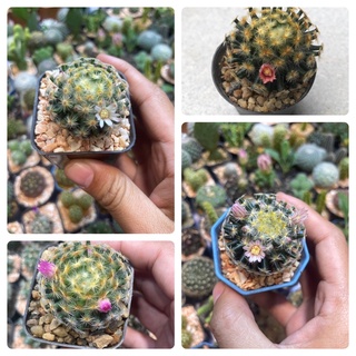 แมมขนนกเหลือง (Mammillaria schiedeana) กระบองเพชร แคคตัส