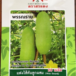 แฟงไส้ตัน แฟง พรรณราย 20เมล็ด