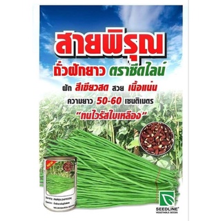 👍ถั่วฝักยาว #สายพิรุณ คัดเมล็ดพันธุ์พิเศษ✅ฝักใหญ่ อวบแน่น ผลผลิตสูง✅เก็บได้นาน ฝ่อช้า น้ำหนักดี✅