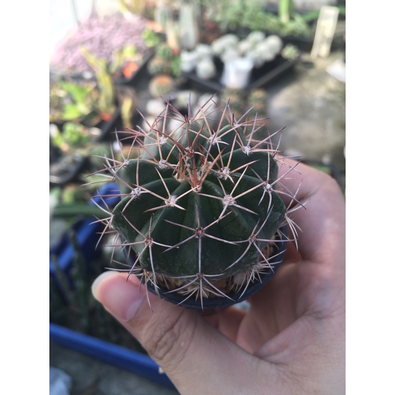 Melocactus violaceus ssp. ขนาด 2 นิ้ว