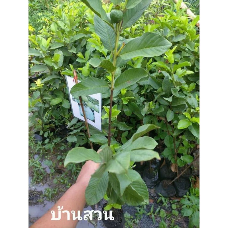 ต้นฝรั่ง พันธุ์สุ่ยมี่ ต้นฝรั่งสายน้ำผึ้ง ต้นกิ่งตอน สูง 80-100 ซม. จัดชุด 2 ต้น
