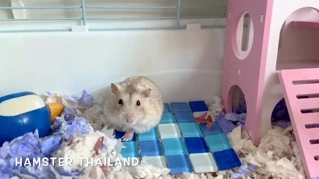 [Hamsterthailand] กระเบื้องคลายร้อน แผ่นเย็น คลายร้อน กระเบื้อง สัตว์เลี้ยง แฮมสเตอร์
