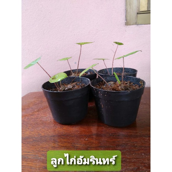 ลูกไก่อัมรินทร์ บอนสีตระกูลไก่