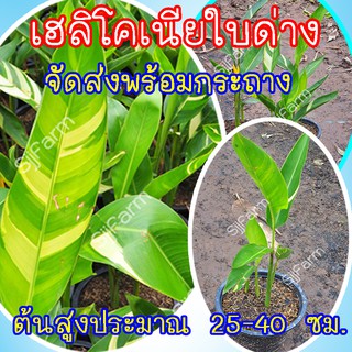 ต้นเฮลิโคเนีย (Heliconia) ต้นพันธุ์เฮลิโคเนีย จำหน่ายยกกระถางพร้อมขยายหน่อ  มีประกันระหว่างขนส่ง พร้อมจัดส่ง