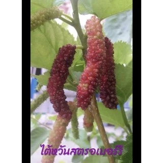 🍀กิ่งหม่อนใต้หวันสตอเบอร์รี่รสหวานหอม ปลูกได้ทุกพื้นที่ในประเทศไทย (ติดตา 2 ตา )🍀