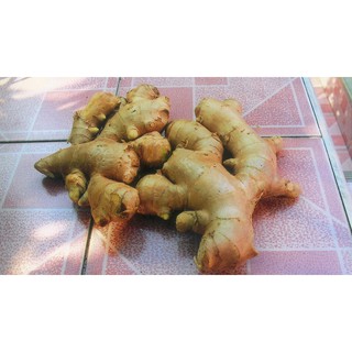 ขิงแก่  จากบ้านสวน 1 กิโลกรัม 89   บาท