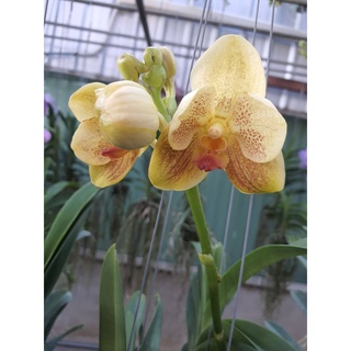 vanda ทูโทน สีเหลือง ดอกใหญ่ กล้วยไม้แวนด้า ฟอร์มกล้วยไม้ส่งออก