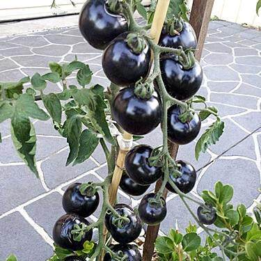 100 เมล็ด เมล็ดพันธุ์ มะเขือเทศสีม่วง (Tomato Seed) สีม่วง (ต้นไม้มงคล บอนไซ ต้นไม้ ผักสวนครัว พันธุ์ดอกไม้ พันธุ์ผัก)