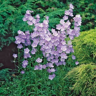 Campanula persicifolia peach bellflower 200 เมล็ด นำเข้าอังกฤษ