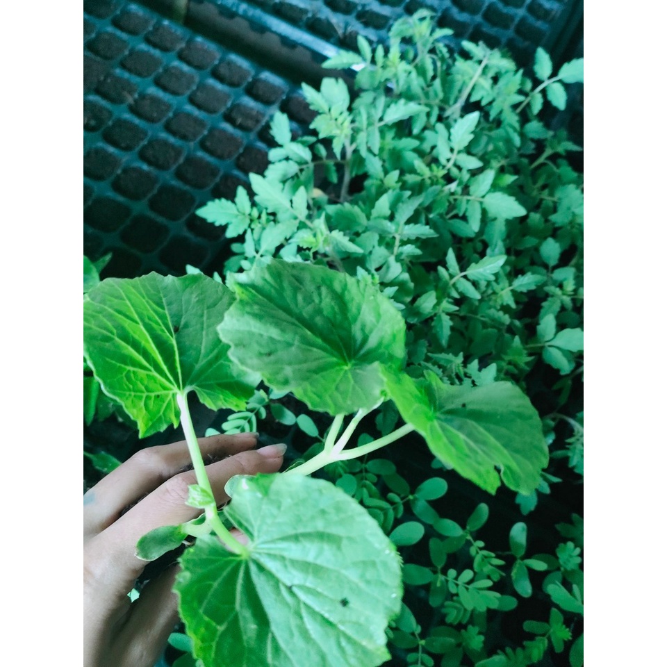 ต้นกล้า มะระจีน  พร้อมปลูก  กล้าละ 15 บาท   ผลใหญ่ ผลสวยน่าทาน มีผลผลิตตลอดปี – โปรปัง