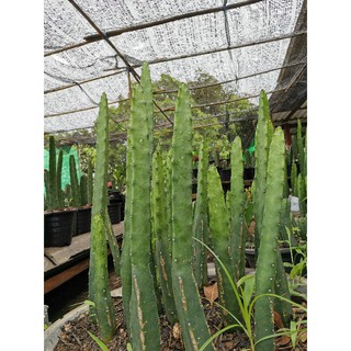 ตอลูกผสม ตัดสด ขนาด12" จำนวน 1 ตอ Cactus แคคตัส กระบองเพชร ไม้อวบน้ำ ไม้กราฟ ราคาถูก ตลาดตอ ลูกผสม ตอกราฟ ตลาดตอ