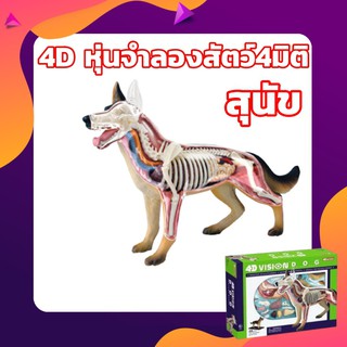 โมเดลจำลองสุนัข แบบ4D 4มิต  หุ่นจำลองสัตว์ 4 มิติเหมือนจริง ของเล่นแนววิทยาศาสตร์