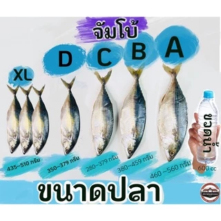 ปลาทูมัน ดอกเกลือ ไซส์ จัมโบ้ แม่กลองแท้ เค็มน้อย ไร้สารกันเสีย ทำเองค่ะ ปลาสดทำสะอาด ดีต่อสุขภาพ