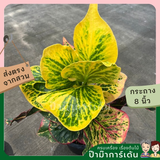 มุมมอง 2