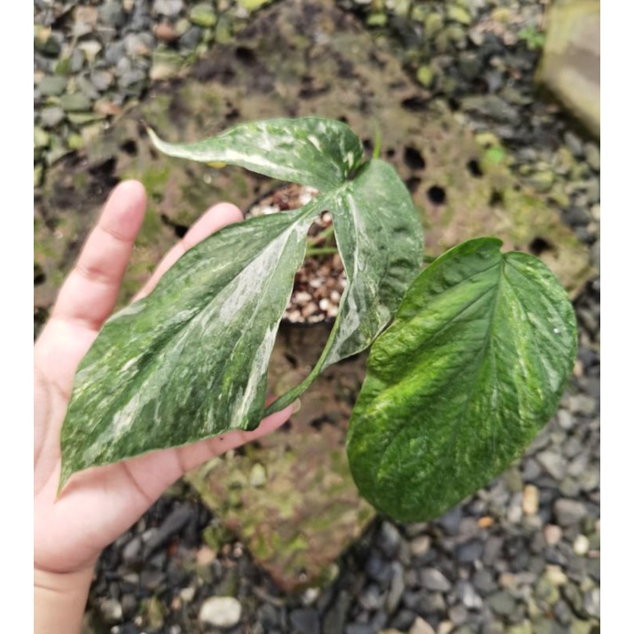 Amydrium medium variegated อะมีเดียมมือเสือด่าง ไม้ยอด 2 ใบ 1 หลอด
