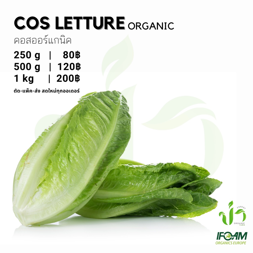 คอสออร์แกนิค Organic Cos Letture ปลูกธรรมชาติมาตรฐานออร์แกนิค IFOAM เก็บ-แพ็ค-ส่ง เก็บใหม่ทุกออเดอร์