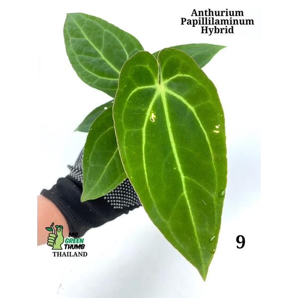 Anthurium Papillilaminum Hybrid กระถางหมายเลข 9 ทรงใบแคบ สีเข้ม