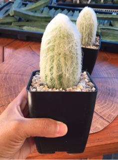 กระบองเพชรผู้เฒ่าหรือคนแก่ (Old man cactus) หรือ เอสโพทัว (Espostoa) จัดส่งทั้งกระถาง 🌵🌵