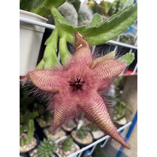 เก๋งจีน Stapelia gigantea หน่อ