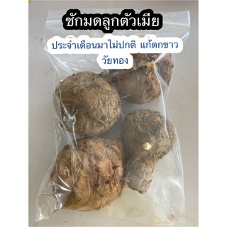 ว่านชักมดลูกสด ตัวเมีย : ขนาด 1 กิโลกรัม 75 บาท (ปลูกหรือทานได้)