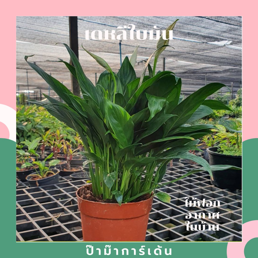 เดหลีใบมัน กอแน่น ฟอร์มแน่น ฟอร์มสวย มีดอกสีขาว ช่วยฟอกอากาศในบ้าน กระถาง 5 นิ้ว