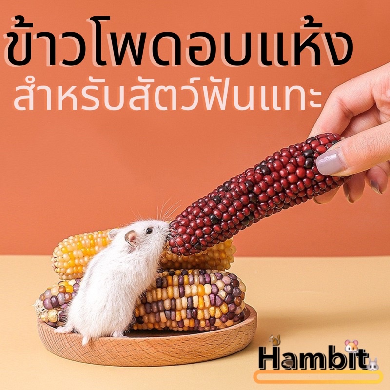 hambit. ข้าวโพดสัตว์ แฮมเตอร์ กระต่าย นก ชินชิล่า กระรอก กระรอกบิน ชูการ์ไกรเดอร์