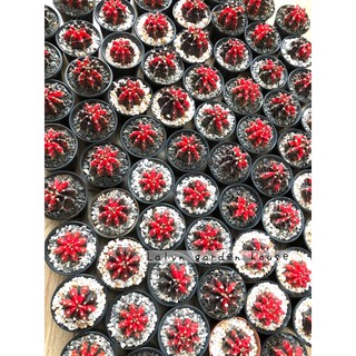 ❤️ยิมโนด่างแดงสด สวยมาก ขนาด4cm ใหญ่ด่างแดงชัด🌵เพิ่มรูปสวยๆชัดๆ