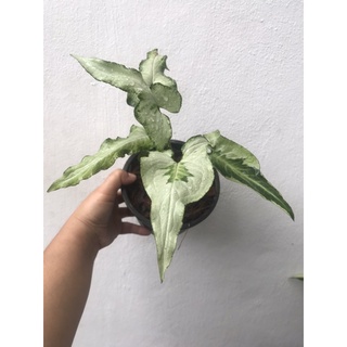 Syngonium three king