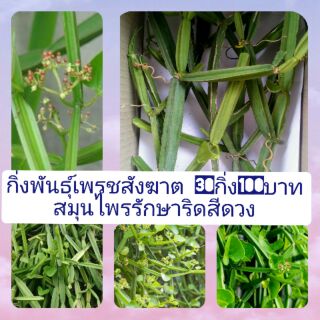 กิ่งพันธ์เพรชสังฆาต สมุนไพรรักษาโรคริดสีดวง 30กิ่ง100บาท