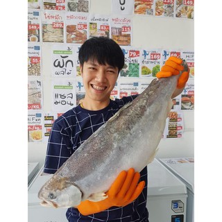 (ส่งฟรี)แซลมอนทั้งตัวน้ำหนัก 4-5 กก SALMON  น้ำหนัก 4-5 กก.(โค้ดลดค่าส่ง99บาท) คละสินค้าได้ค่ะ