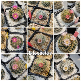 เมล็ด แมมขนนกเหลือง Mammillaria schiedeana ซองละ 100 เมล็ด