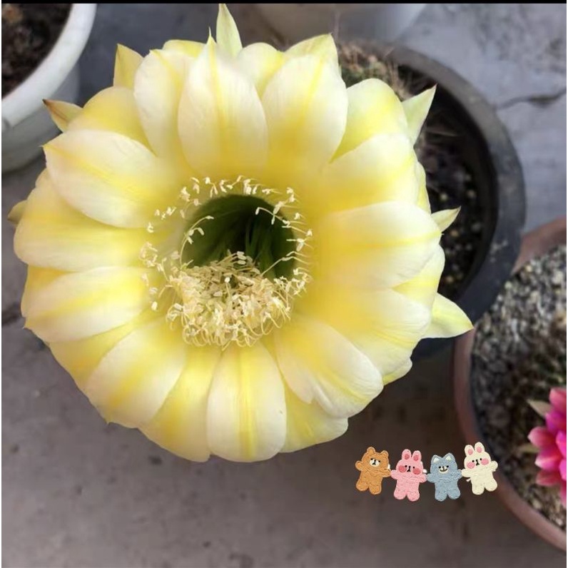 กระบองเพชร cactus หน่อเด็ดสด ไม้นำเข้า Echinopsis อิชินอปซิส Icarus ดอกเหลืองขาว ดอกใหญ่มาก ขนาดหน่อเด็ดสด 2.5 - 3 ซม